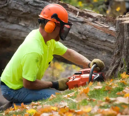 tree services Wauseon